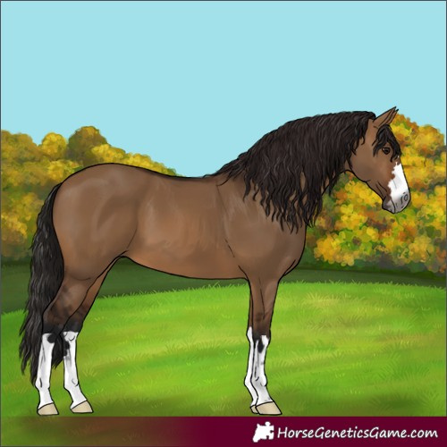 Horse Color:Gray Bay Dun