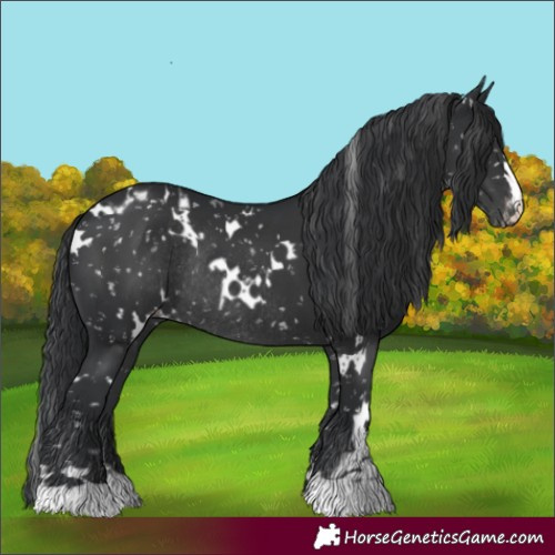 Horse Color:White Spotted Black Blanket Rabicano 