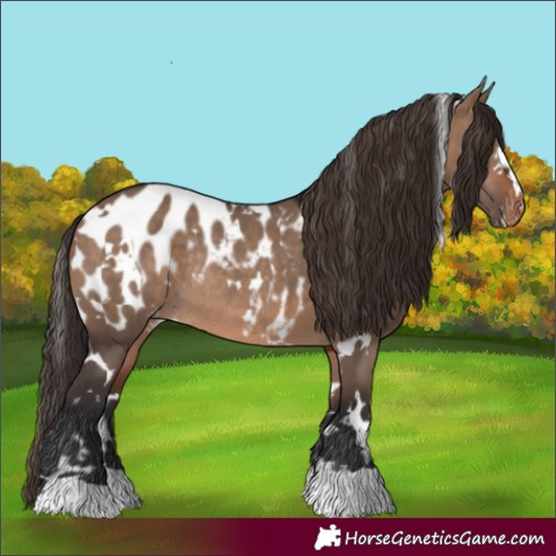 Horse Color:White Spotted Brown Dun Blanket Rabicano 