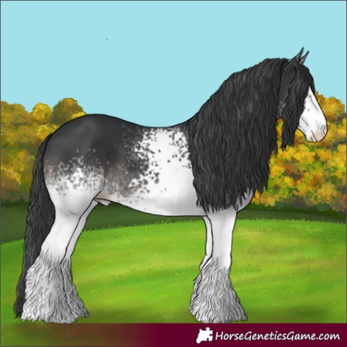Horse Color:White Spotted Black 