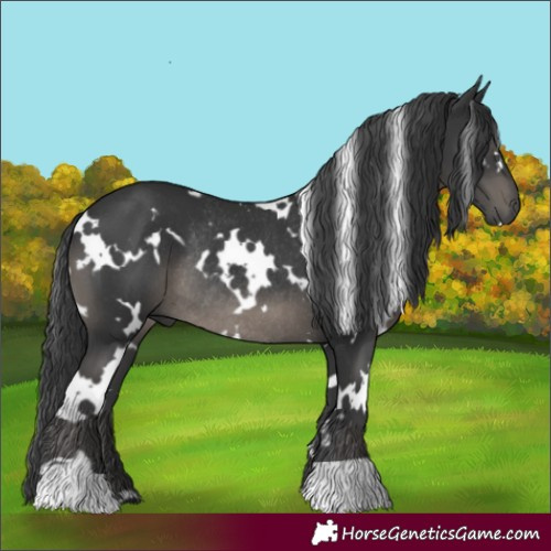 Horse Color:White Spotted Black Rabicano