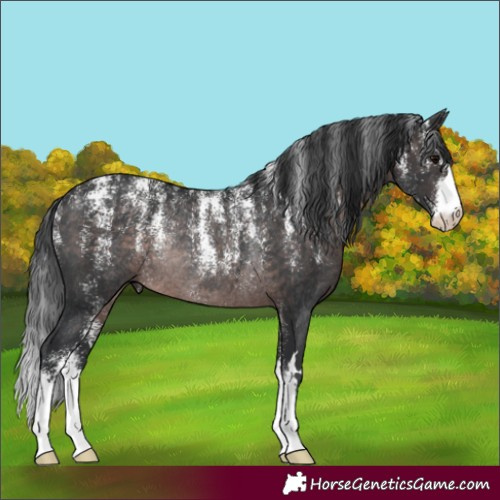 Horse Color:Powder White Platinum Brown Rabicano