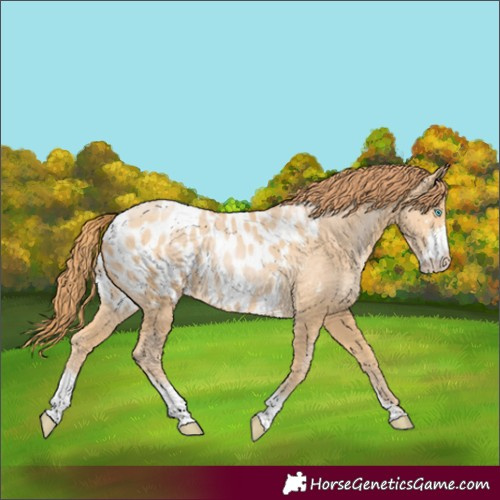 Horse Color:Buckskin Pearl Sabino Near Leopard 