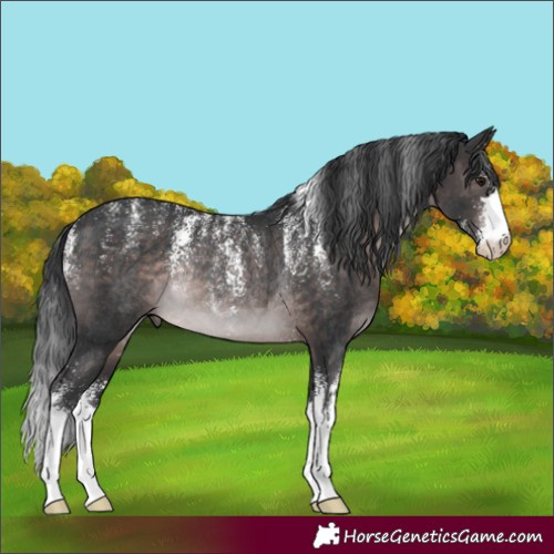 Horse Color:Powder White Platinum Brown Rabicano 