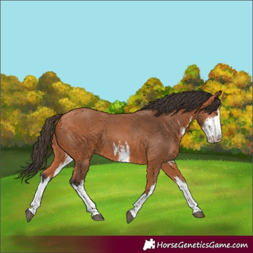 Horse Color:White Spotted Bay