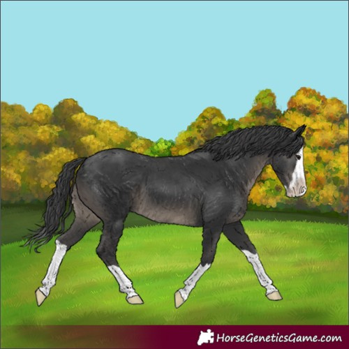 Horse Color:Black Splash 