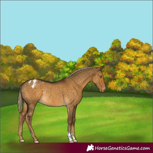 Horse Color:Chocolate Palomino Dun Varnish Rabicano