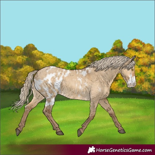 Horse Color:Chocolate Palomino Dun Sabino Skewed LP Spotted Rabicano