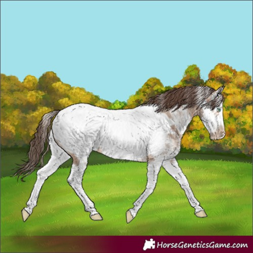 Horse Color:Powder White White Spotted Amber Champagne Splash Frame Near Fewspot 
