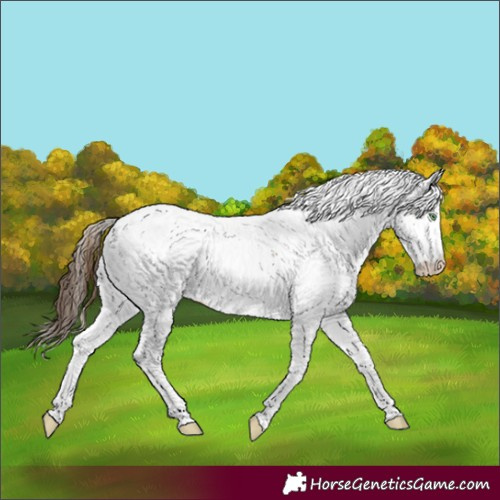 Horse Color:White Spotted Amber Champagne Tobiano Fewspot Rabicano