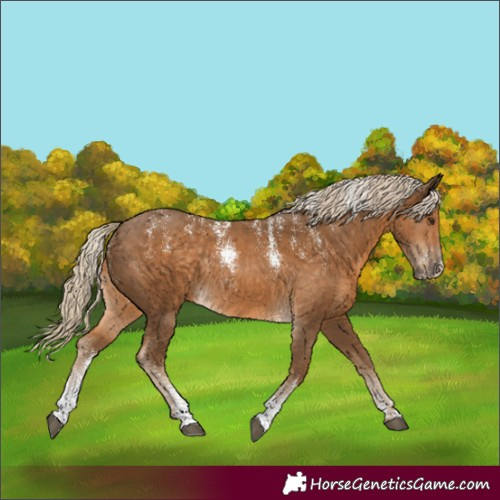 Horse Color:Powder White Chocolate Palomino Rabicano 