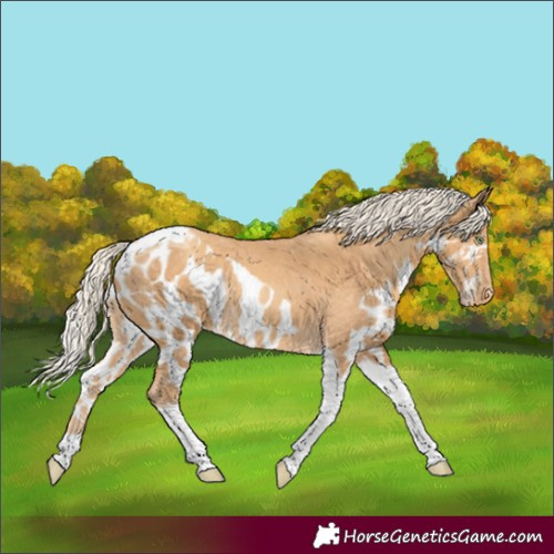 Horse Color:Gold Cream Champagne Tobiano Skewed LP Spotted Rabicano