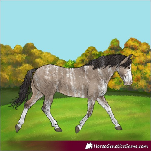 Horse Color:Powder White White Spotted Brown Dun 