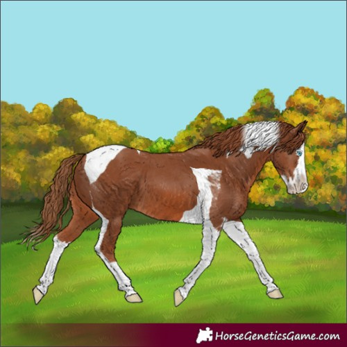 Horse Color:Chestnut Splash Tobiano