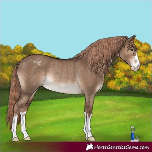 Horse Color:Liver Red Dun Varnish Rabicano