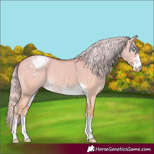 Horse Color:Cremello Dun Snowcap 