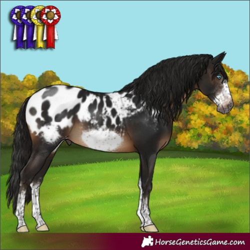 Horse Color:Gray Brown Sabino Frame Blanket