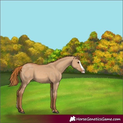 Horse Color:Red Dun Splash