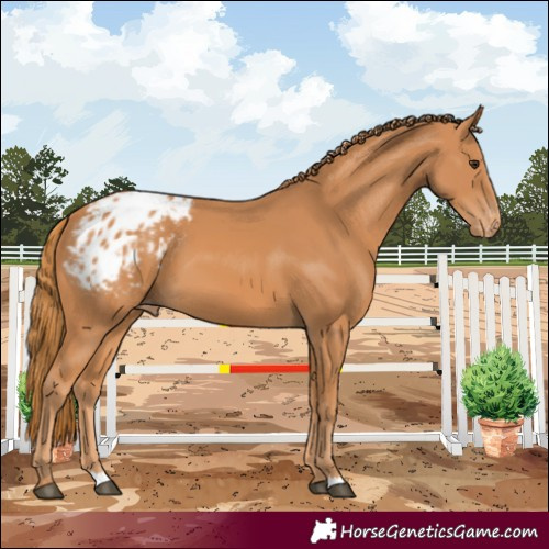 Horse Color:Chestnut Blanket 