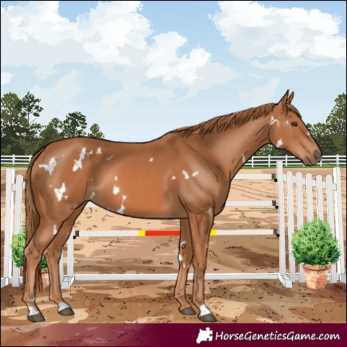 Horse Color:White Spotted Chestnut