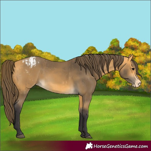 Horse Color:Buckskin Varnish  and Buckskin Varnish 