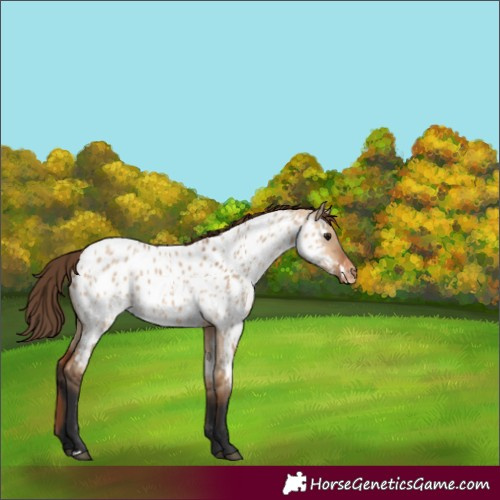 Horse Color:Bay Dun Near Leopard 