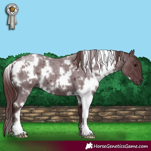 Horse Color:White Spotted Chocolate Blue Roan 
