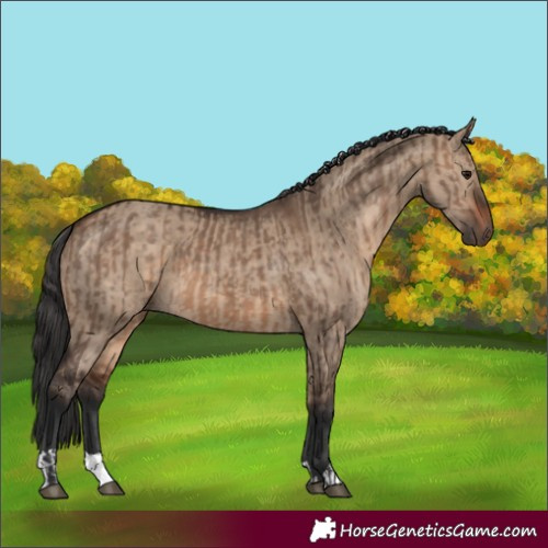 Horse Color:Brown Dun and Brown Dun
