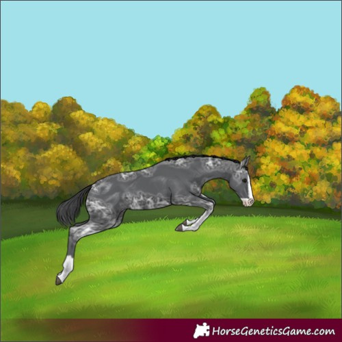 Horse Color:Black Ice Splash
