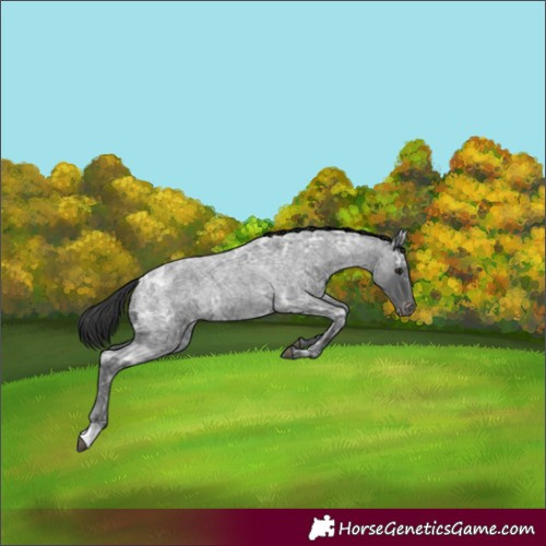 Horse Color:Blue Ice Roan Varnish