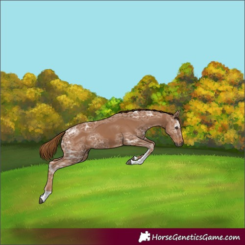 Horse Color:Gray Chestnut Ice Tobiano