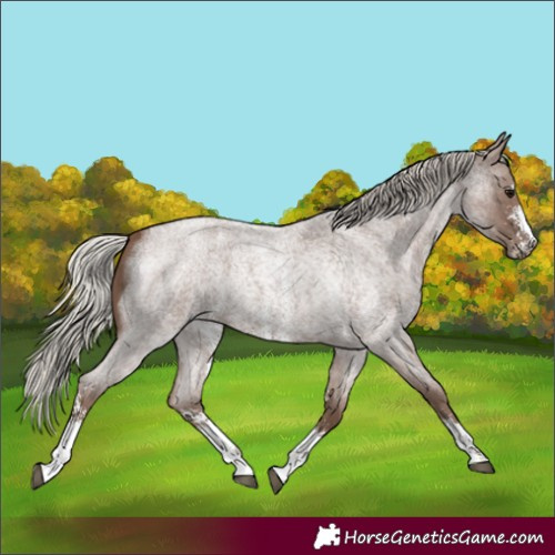 Horse Color:Silver Blue Roan Sabino 
