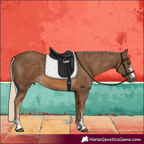 Horse Color:Chocolate Palomino