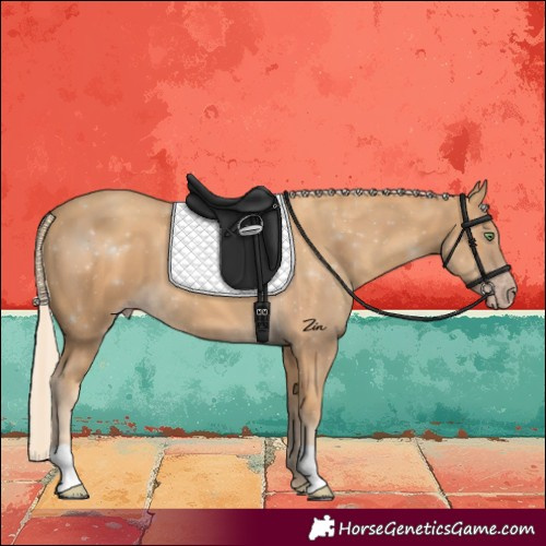 Horse Color:Gold Cream Champagne