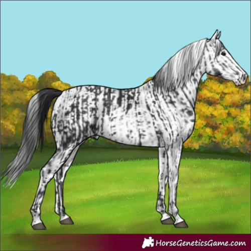 Horse Color:Black and White Spotted Black
