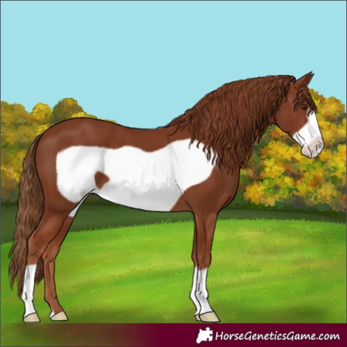 Horse Color:Chestnut Frame 