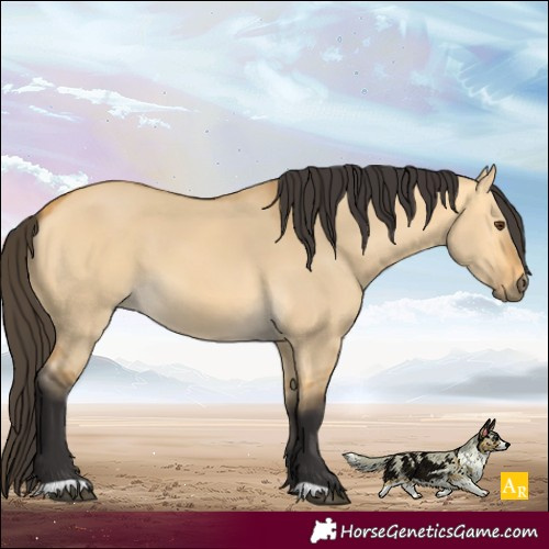 Horse Color:Buckskin Dun 