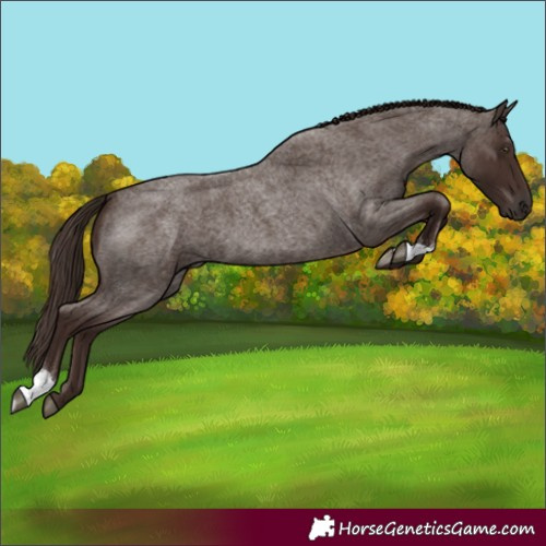 Horse Color:Liver Red Roan 