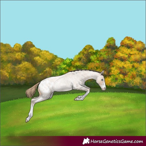 Horse Color:Perlino Roan Sabino Blanket Rabicano 