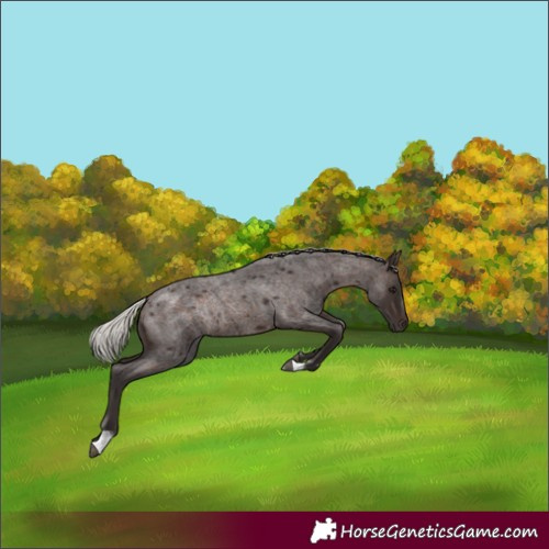 Horse Color:Silver Brown Roan Rabicano 