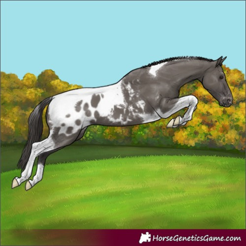 Horse Color:Smoky Grullo Tobiano Blanket