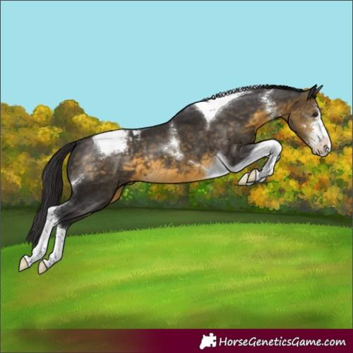Horse Color:Buckskin Sabino Tobiano Varnish