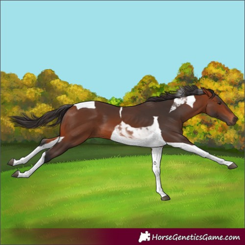 Horse Color:Bay Tobiano 