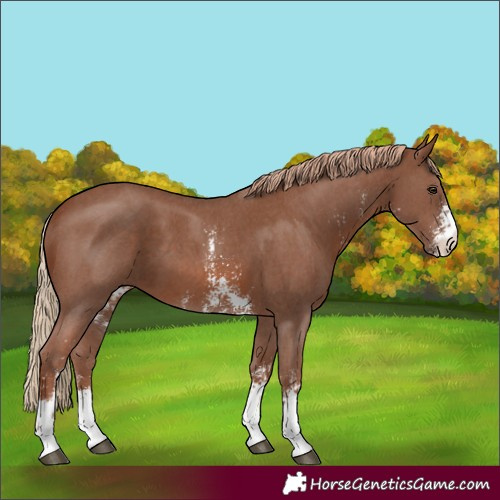 Horse Color:Chestnut Sabino 