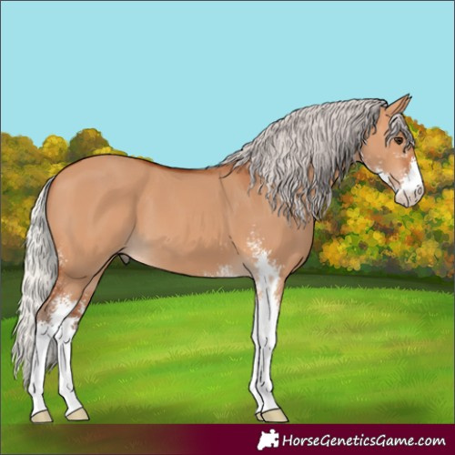 Horse Color:Silver Bay Dun Sabino