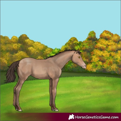Horse Color:Amber Champagne 