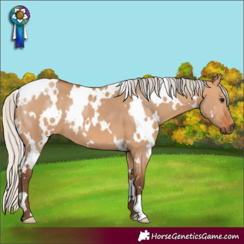 Horse Color:White Spotted Silver Bay Dun