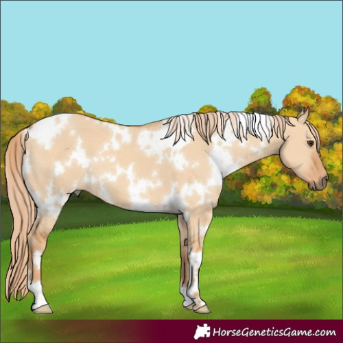 Horse Color:White Spotted Red Dun 