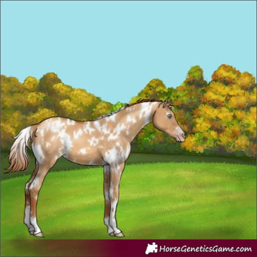 Horse Color:Gray White Spotted Gold Champagne Dun 