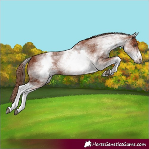 Horse Color:White Spotted Chestnut